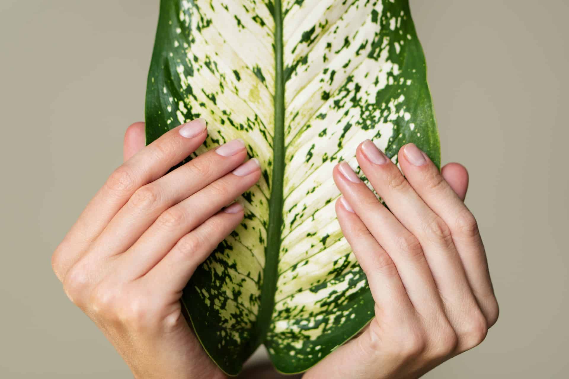 ръце държат голямо зелено листо